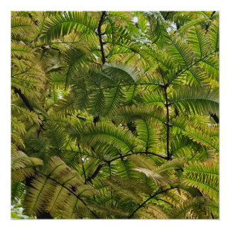 Pôster O soft conquista o duro