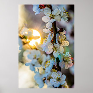 Poster O Sol por trás das flores japonesas