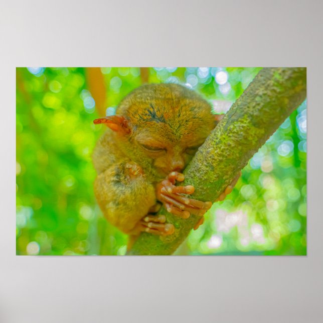Poster O Sono Tranquilo de um Tarsier em Bohol (Frente)