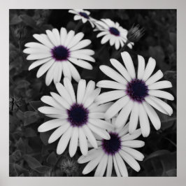 Poster O Sutil Contraste da Natureza