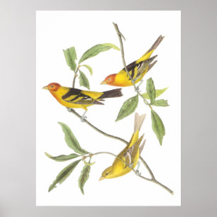 Pôster O Tanager ocidental de Audubon
