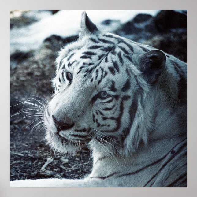 Pôster O Tigre Branco (Frente)