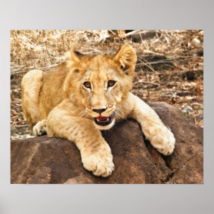 Pôster O tigre Cub toma o respiradouro em uma rocha