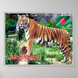 Poster O Tigre Real do Bengala