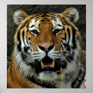 Pôster O tigre - vindo aqui e diz aquele!