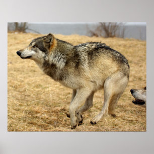 Pôster O tiro do lobo dos desenhos animados