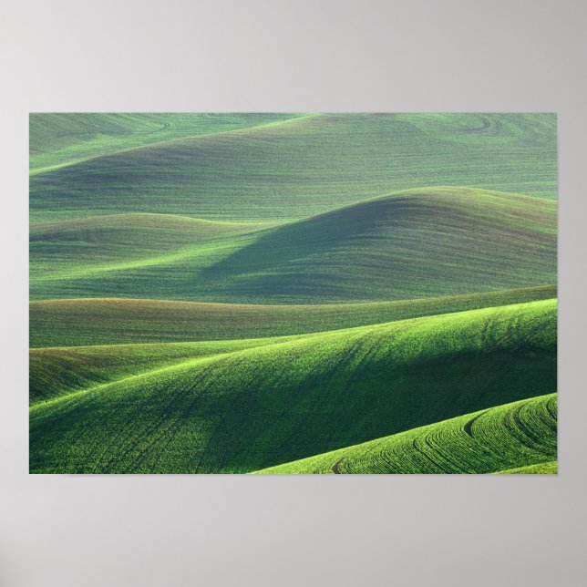 Poster O trigo brota nas colinas do Palouse (Frente)