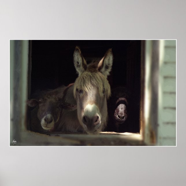 Pôster O Trio Curioso (Frente)