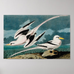 Poster O Tropicbird Branco-Atado de Audubon