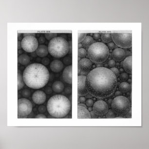 Pôster O Universo de Thomas Wright