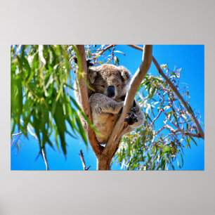 Pôster O Urso Koala