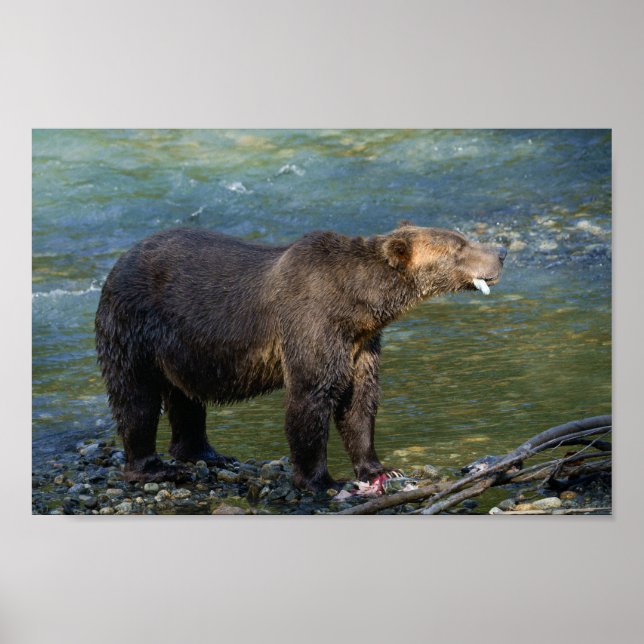 Poster O Urso Selvagem Recebeu O Salmão Na Entrada Toba (Frente)