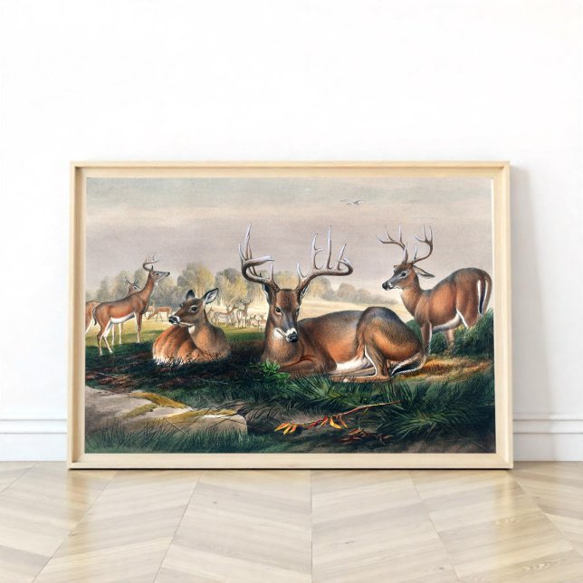 Poster O Veado Branco (Criador carregado)