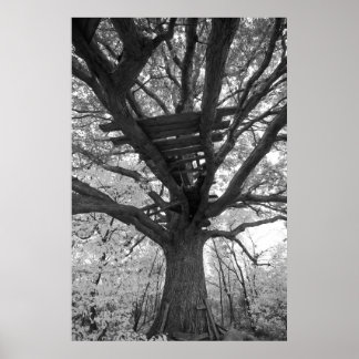 Pôster O Velho Forte