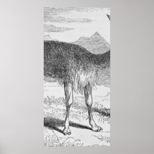 Pôster O Vicuna no Rio de Azufre