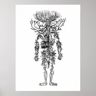 Poster O vintage humano da anatomia das artérias