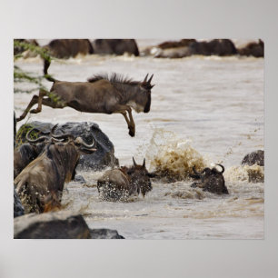 Pôster O Wildebeest que salta no rio de Mara durante