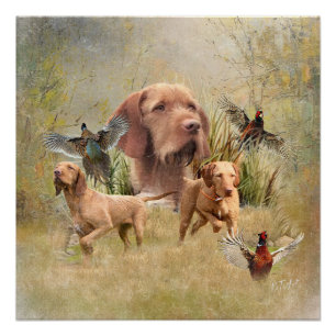 Pôster O Wirehaired Vizsla húngaro