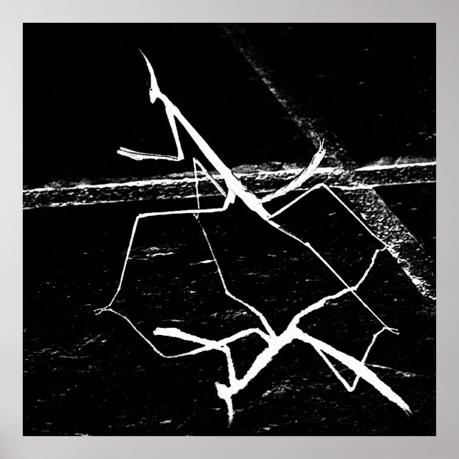 Poster O Zen Mantis (Frente)