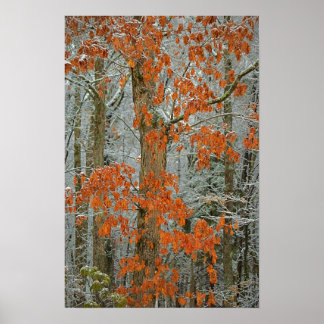 Poster Oak de inverno