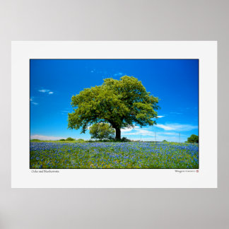 Poster Oak e Bluebonnets - Texas
