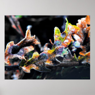 Poster Oak Fairy Glacé