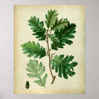 Poster Oak Leaves no.3 Farmhouse Wall Art