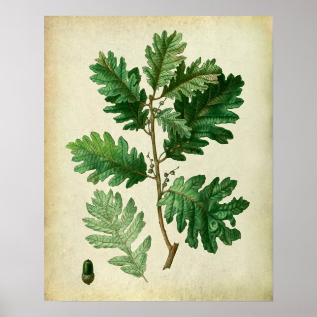Poster Oak Leaves no.3 Farmhouse Wall Art (Frente)