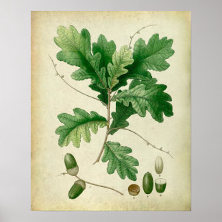 Poster Oak Leaves no.4 Farmhouse wall art