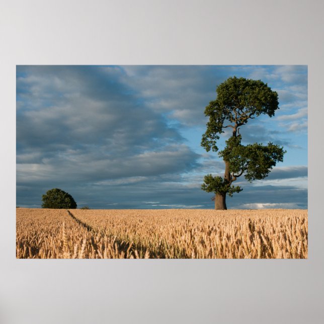 Poster Oak tree in a wheat field (Frente)
