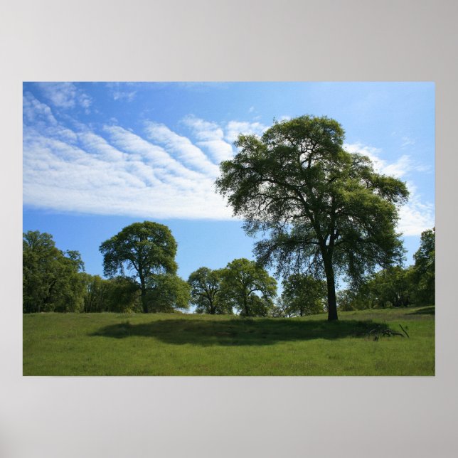 Pôster Oak Tree & Meadow Landscape Photo (Frente)