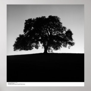 Poster Oak Tree perto de Papais noeis Cruz, janeiro de 19