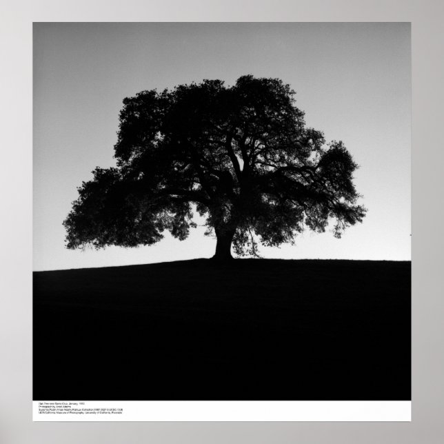 Poster Oak Tree perto de Papais noeis Cruz, janeiro de 19 (Frente)