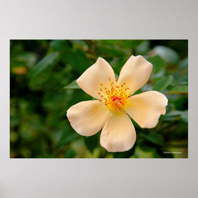 Poster Oakley Fisher Rosa (Frente)