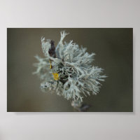 Oakmoss Lichen