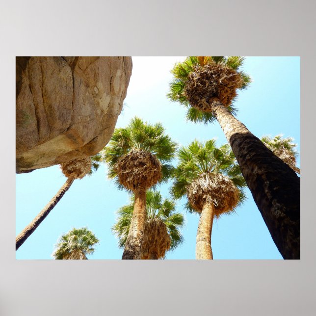 Pôster Oásis Palms no Parque Nacional Joshua Tree (Frente)
