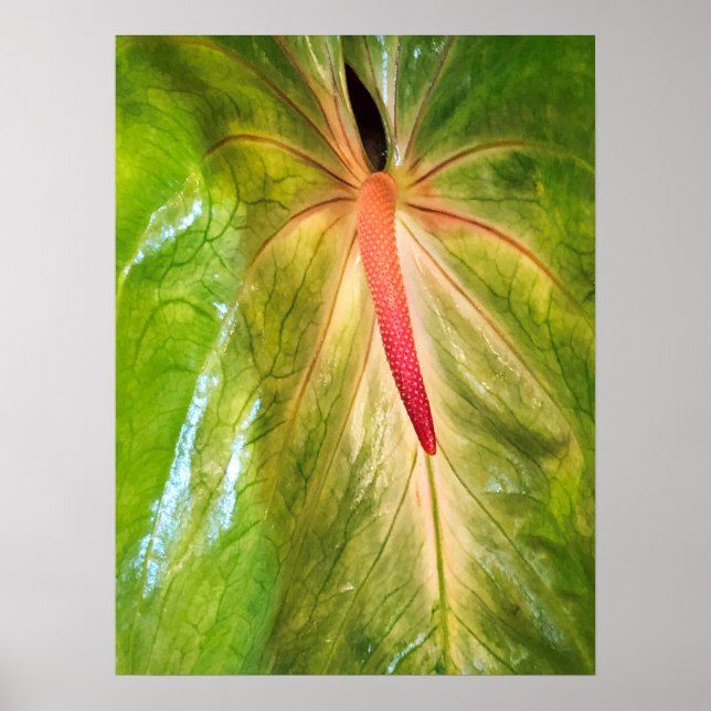 Poster Obake Anthurium (Frente)