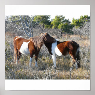 Poster OC Assateague 11-28-2161