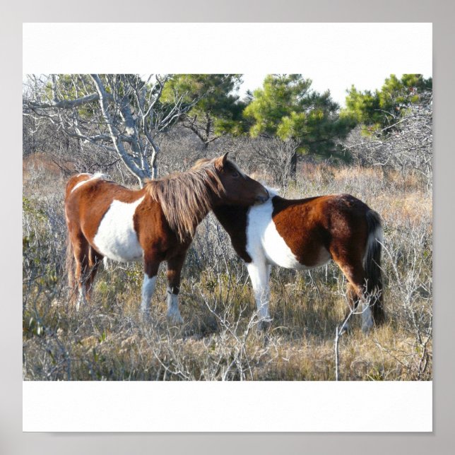 Poster OC Assateague 11-28-2161 (Frente)