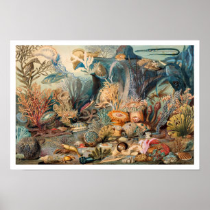 Poster Ocean Life, pintura antiga com criaturas marinhas