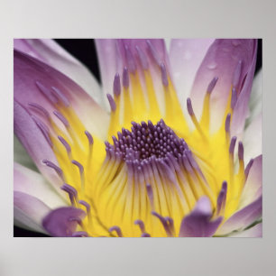 Poster Oceania, Fiji, Ninfoma Púrpura do Panamá Pacific