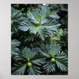 Pôster Oceânia, Pacífico Sul, Polinésia Francesa,