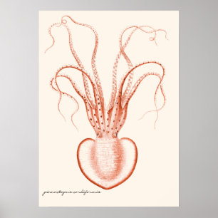 Pôster Oceanografia Científica Vintage Sea Life Octopus
