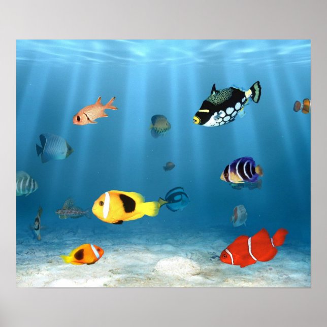 Pôster Oceans Of Fish (Frente)