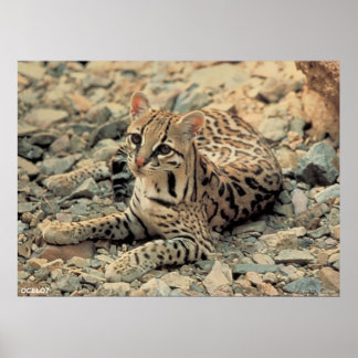 Pôster Ocelot