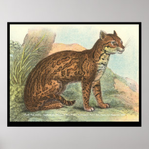 Pôster Ocelot