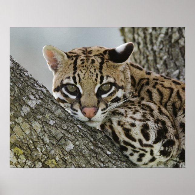 Poster Ocelot, Felis pardalis, cativo, fêmea descansando  (Frente)
