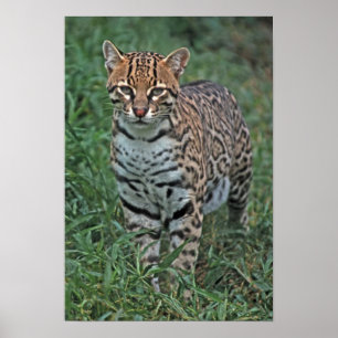 Poster OCELOT Leopardus pardalis) AMÉRICA CENTRAL