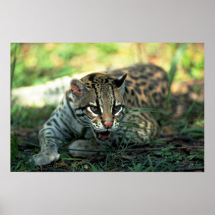 Poster Ocelot que encontra-se para baixo