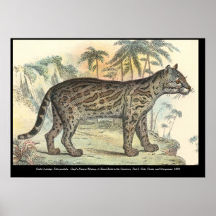 Poster Ocelot (variedade)